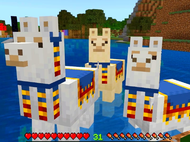 Three llamas swimming in a lake near the shore. They all have blue, yellow, and red saddles and fabric ornaments.