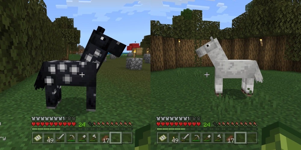 On the left is a black horse with white spots and on the right is a totally white horse.