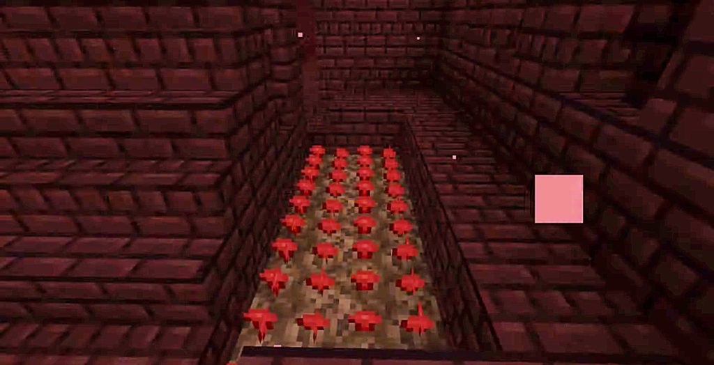 Red fungus known as nether wart growing on brown soul sand inside of a dark red bricked fortress.