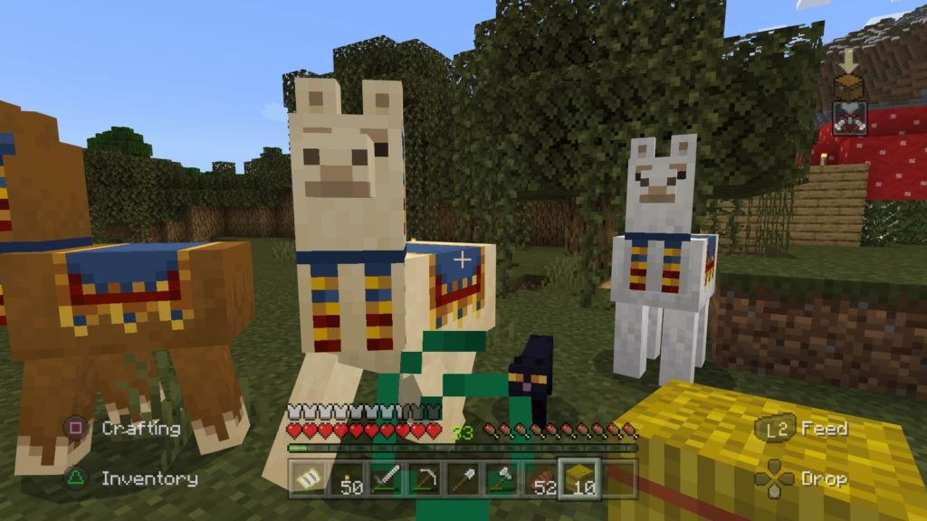 A brown, a beige, and a white trader llama with red, yellow, and blue cloth saddles.
