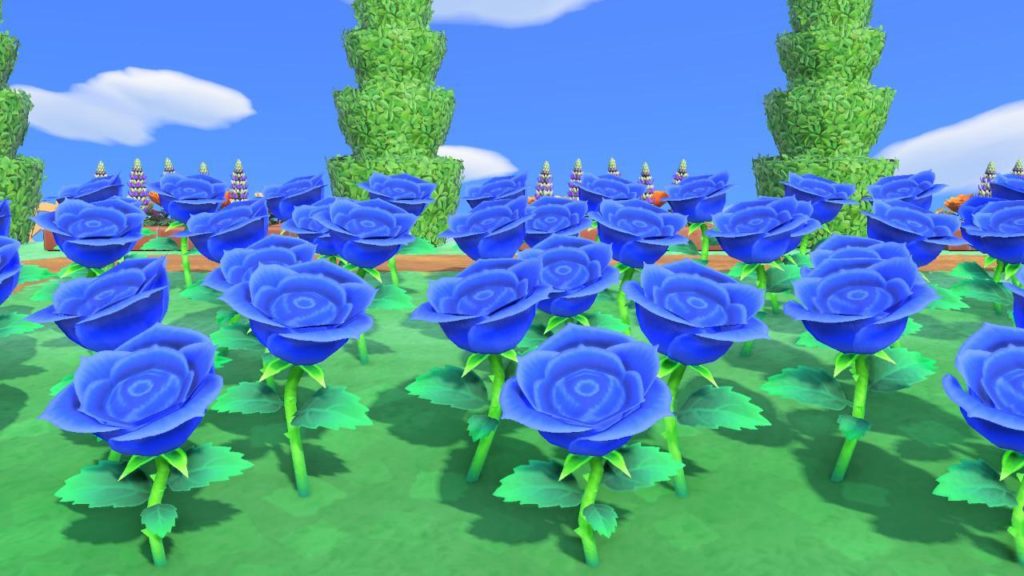 A field of Blue Roses.
