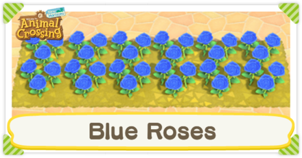 Two rows of Blue Roses