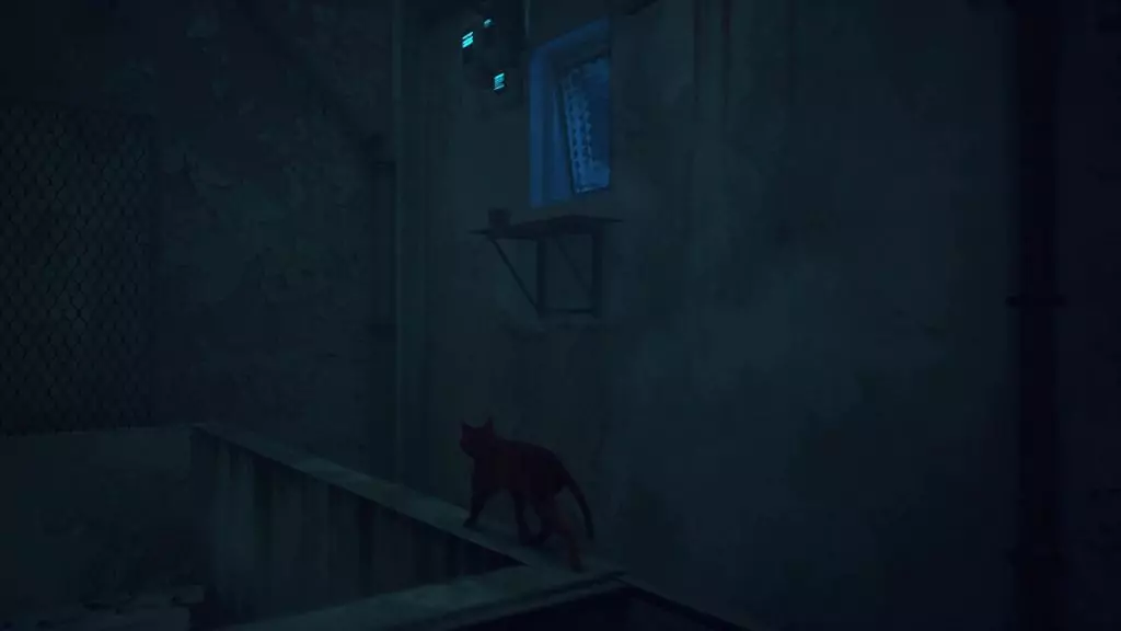 The Stray cat standing before a window.
