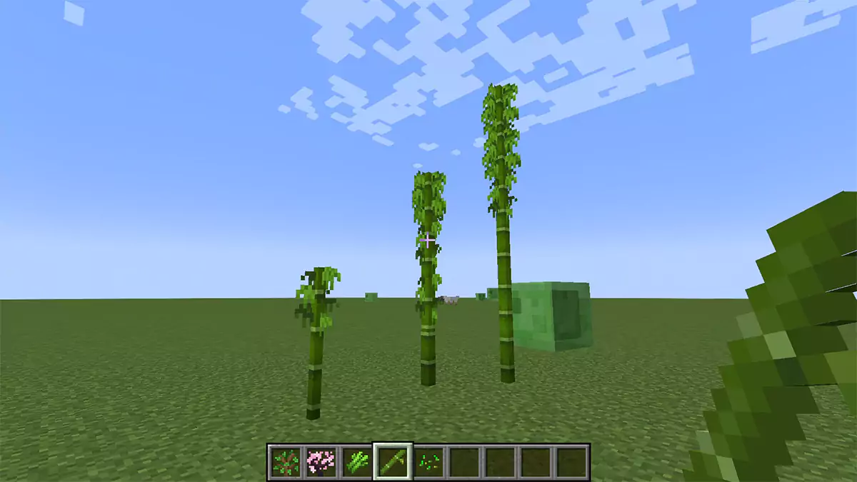 The player looking at three Bamboo shoots of different sizes.