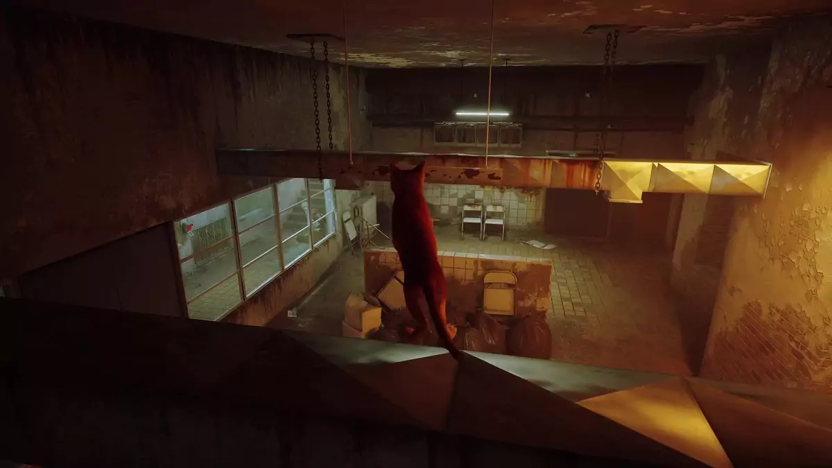 The Stray cat on a metal beam.