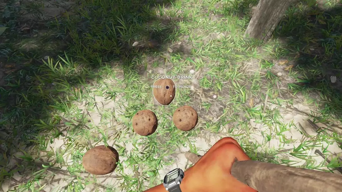 Some coconuts on the ground in Stranded Deep.
