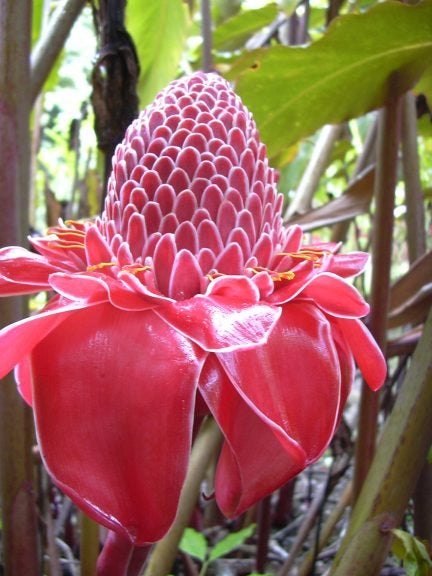 Etlingera elatior—the Torchflower: a plant with bright red petals.